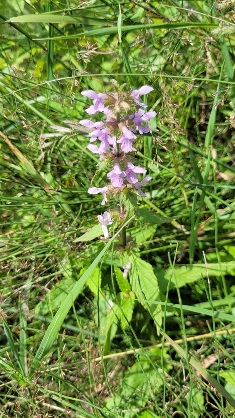 Hyssopleaf Hedgenettle photo 8