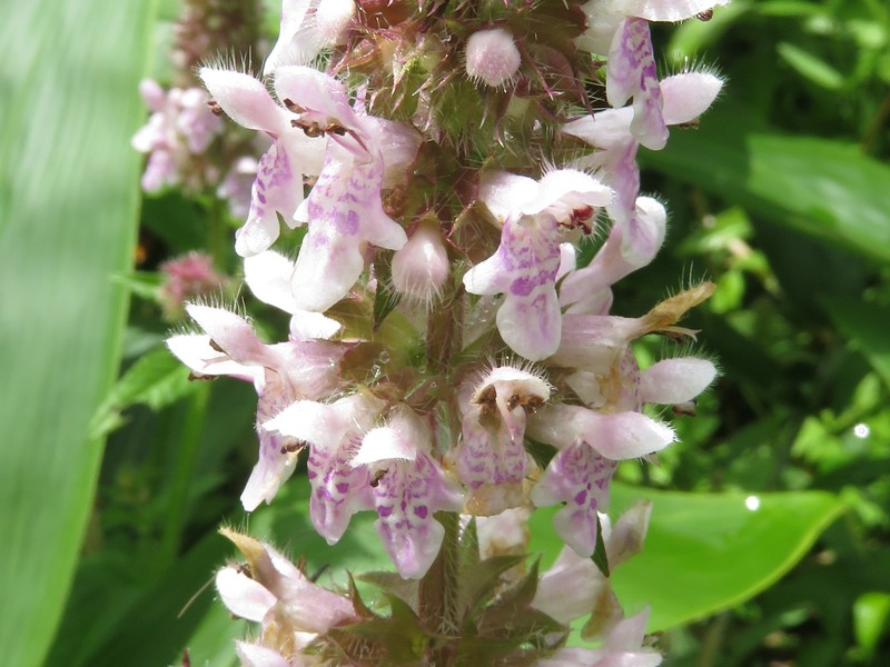 Hyssopleaf Hedgenettle photo 5