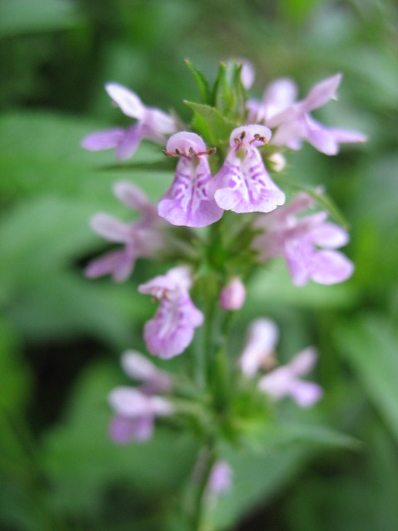 Hyssopleaf Hedgenettle photo 6