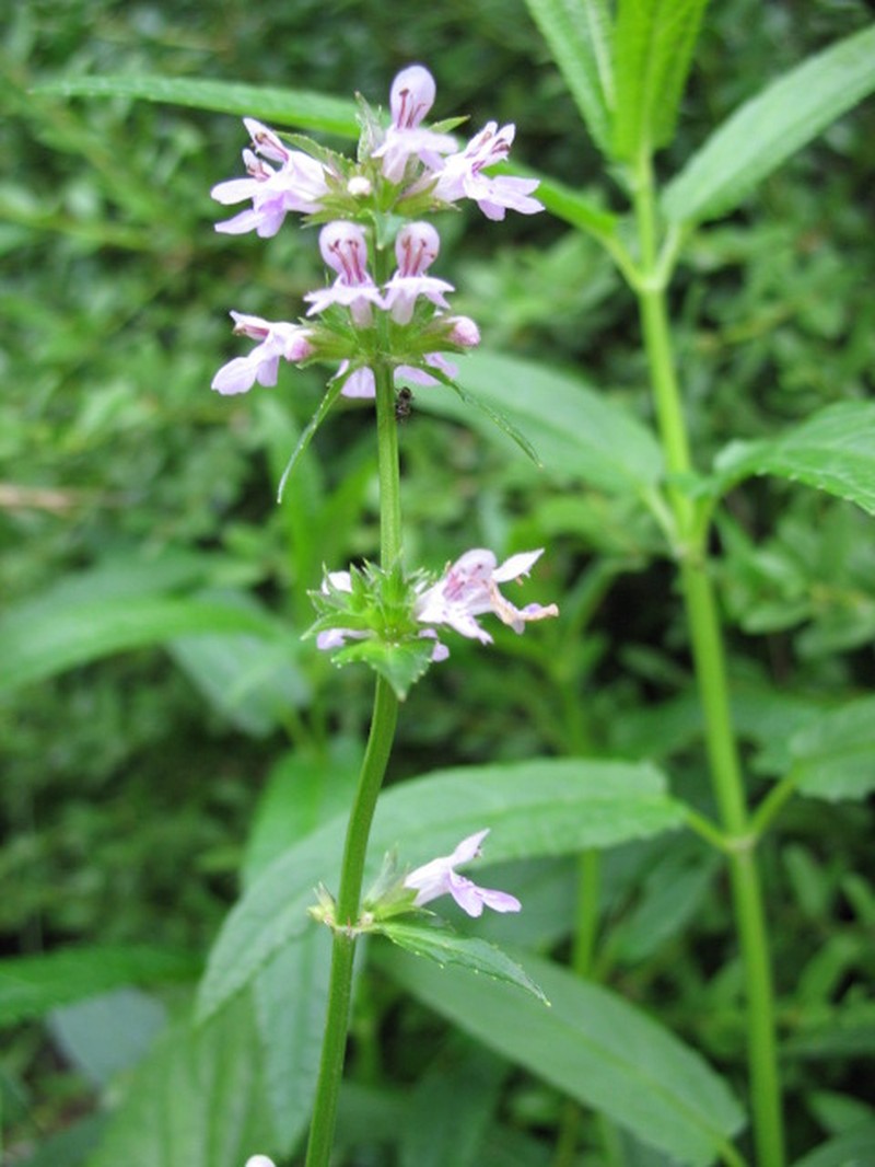 Hyssopleaf Hedgenettle