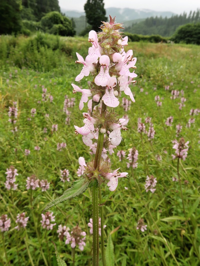 Hyssopleaf Hedgenettle photo 2