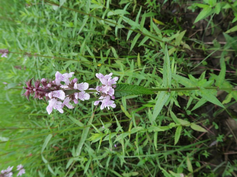 Hyssopleaf Hedgenettle photo 3