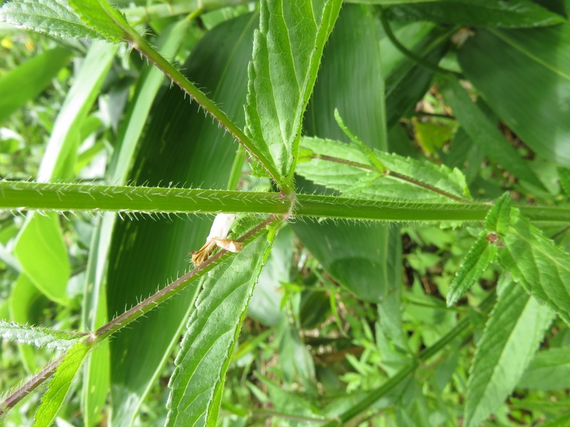 Hyssopleaf Hedgenettle photo 4