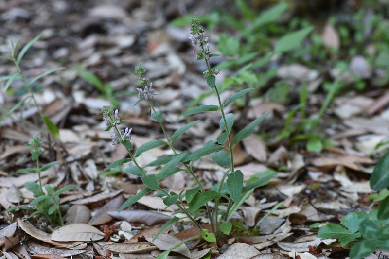 Berg's Hedgenettle