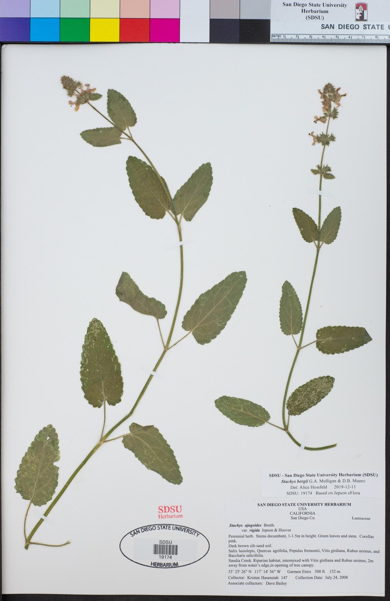 Berg's Hedgenettle photo 3