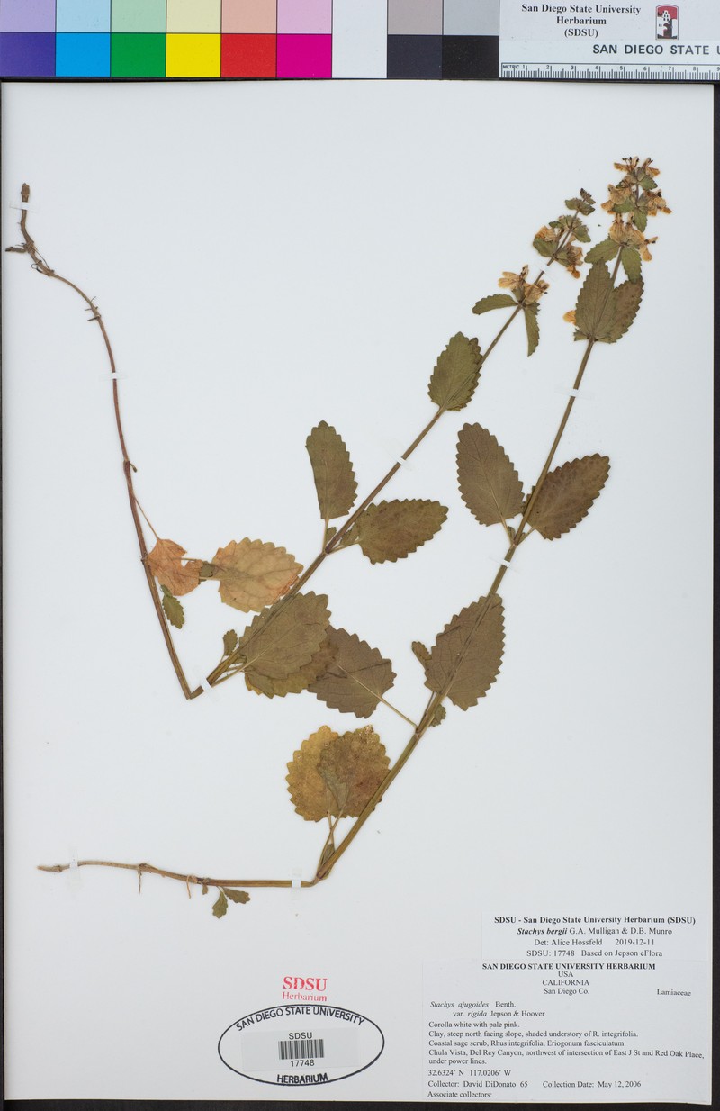 Berg's Hedgenettle photo 5