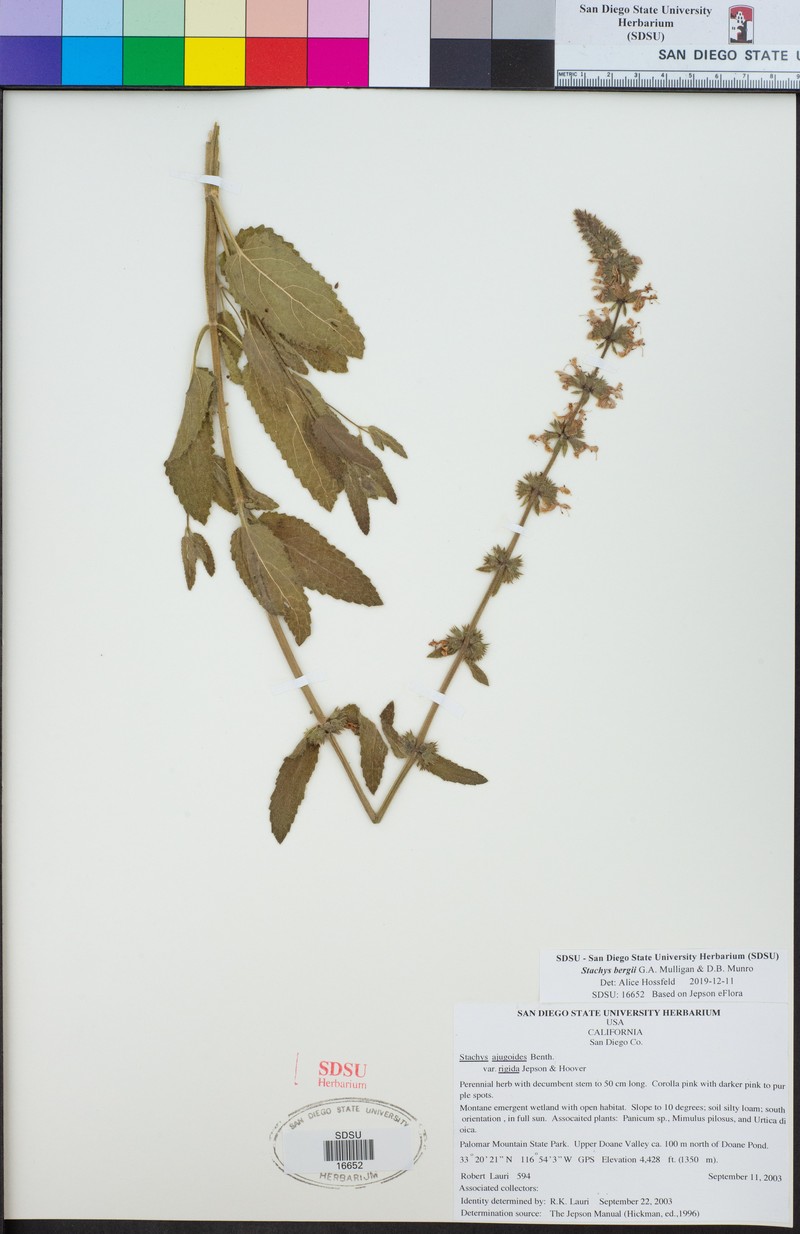 Berg's Hedgenettle photo 6