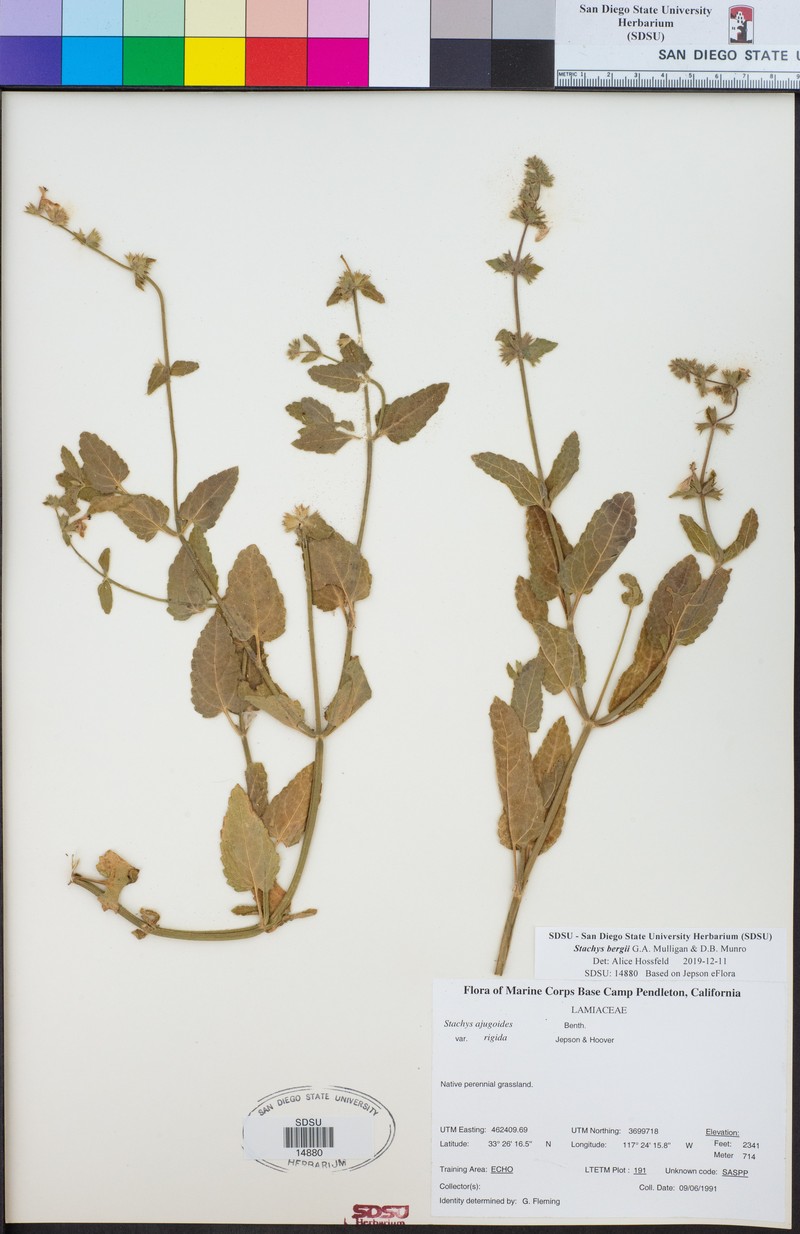 Berg's Hedgenettle photo 8