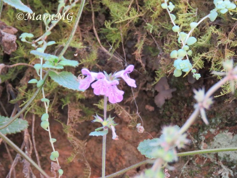 Rock Hedgenettle photo 6