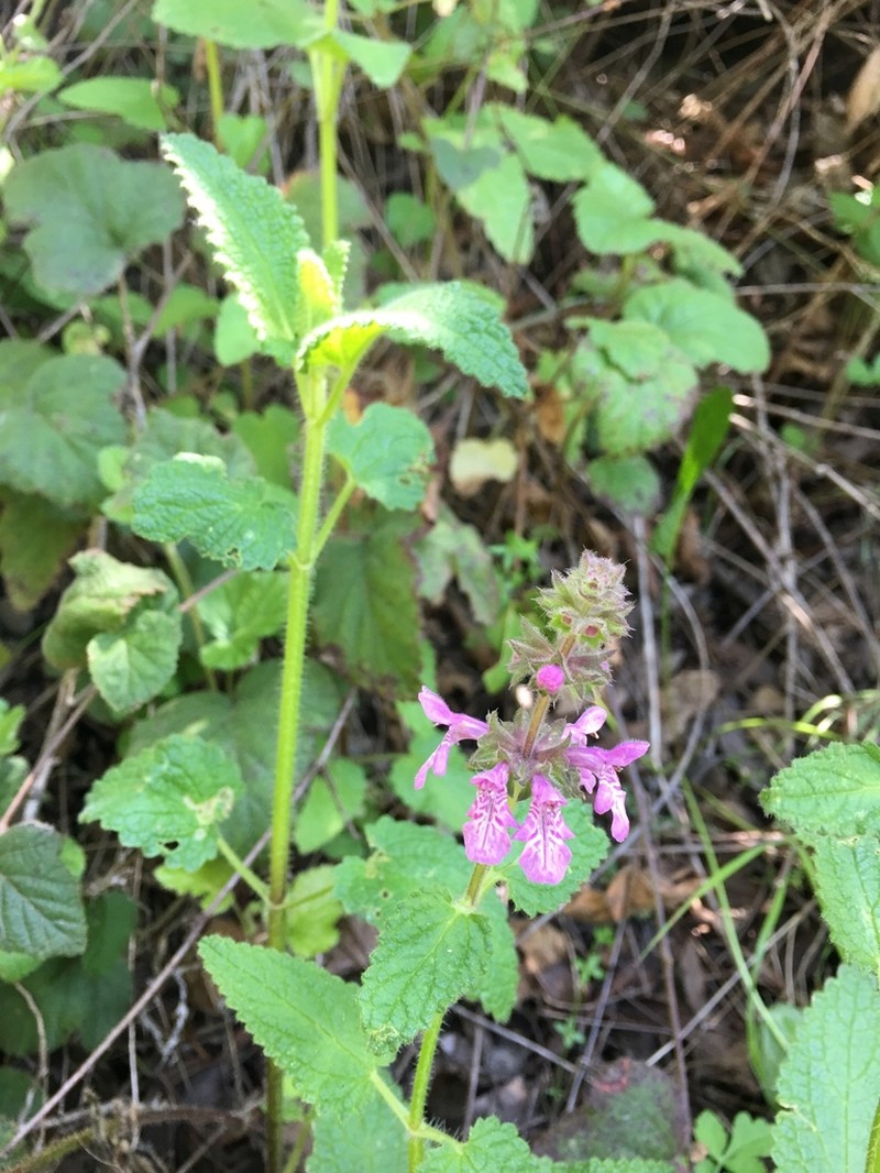 California Hedgenettle photo 2
