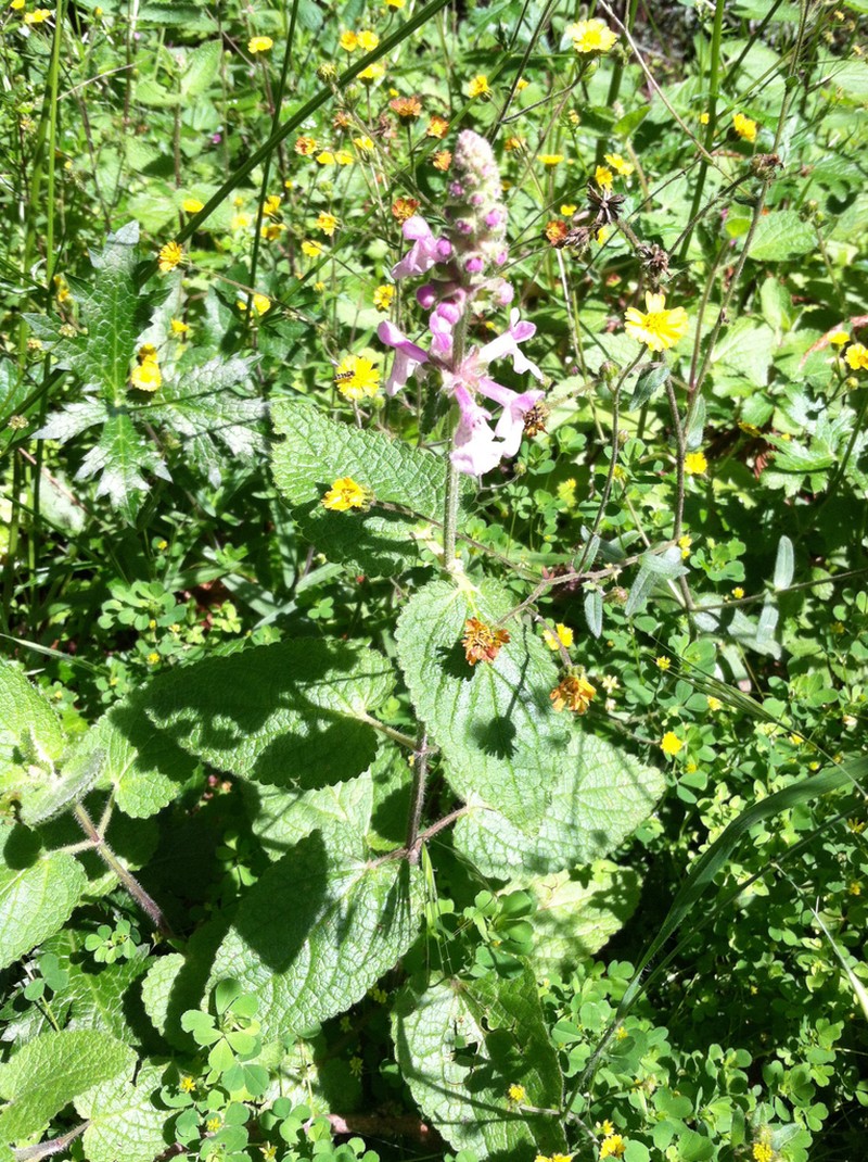 California Hedgenettle photo 5