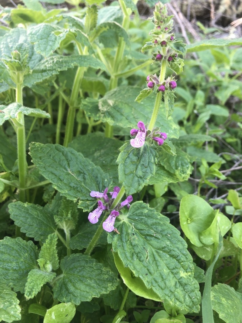 California Hedgenettle photo 6