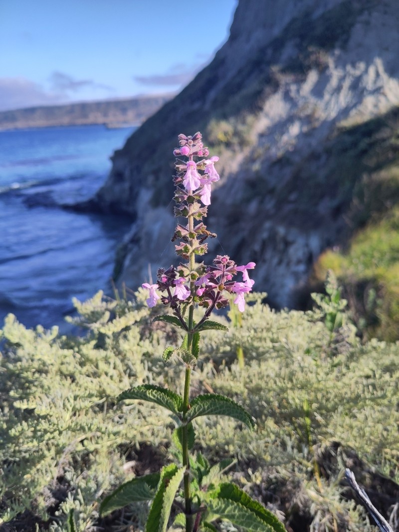 California Hedgenettle photo 7
