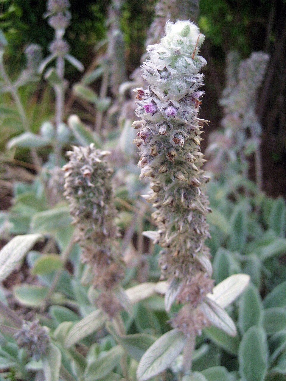 Woolly Hedgenettle photo 7