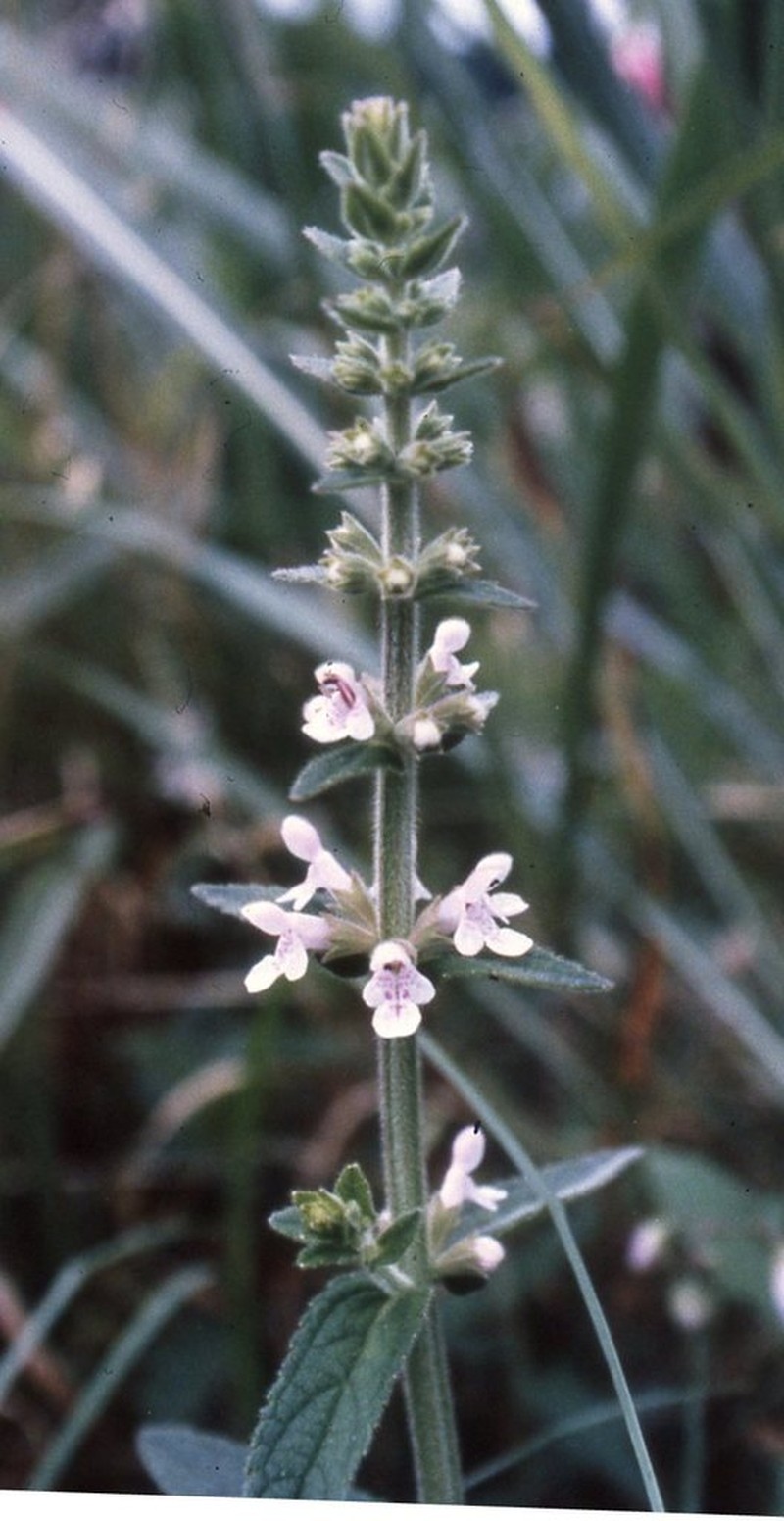 Stachys caroliniana