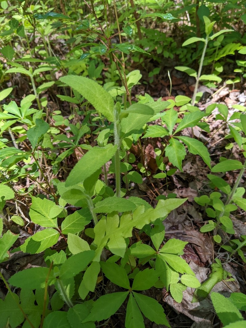Stachys caroliniana photo 2