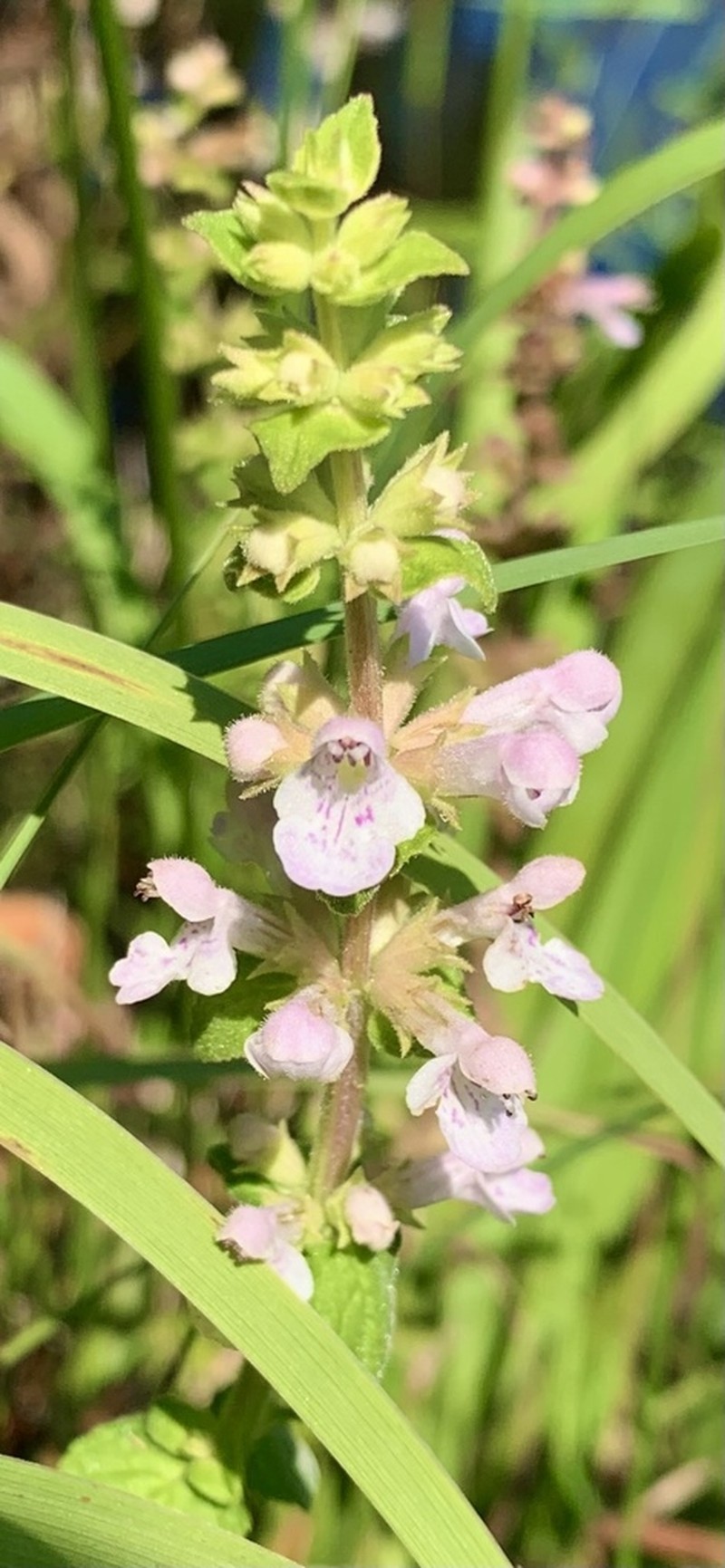 Stachys caroliniana photo 3