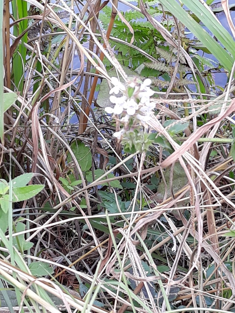 Stachys caroliniana photo 4