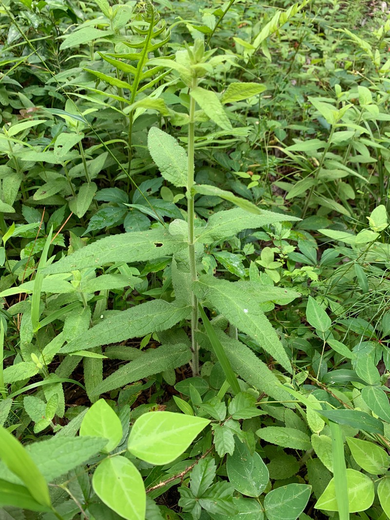 Stachys caroliniana photo 5