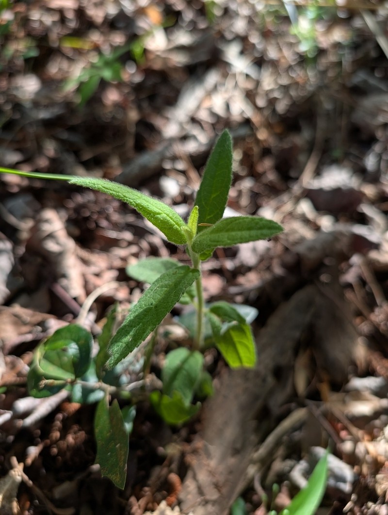 Stachys caroliniana photo 7