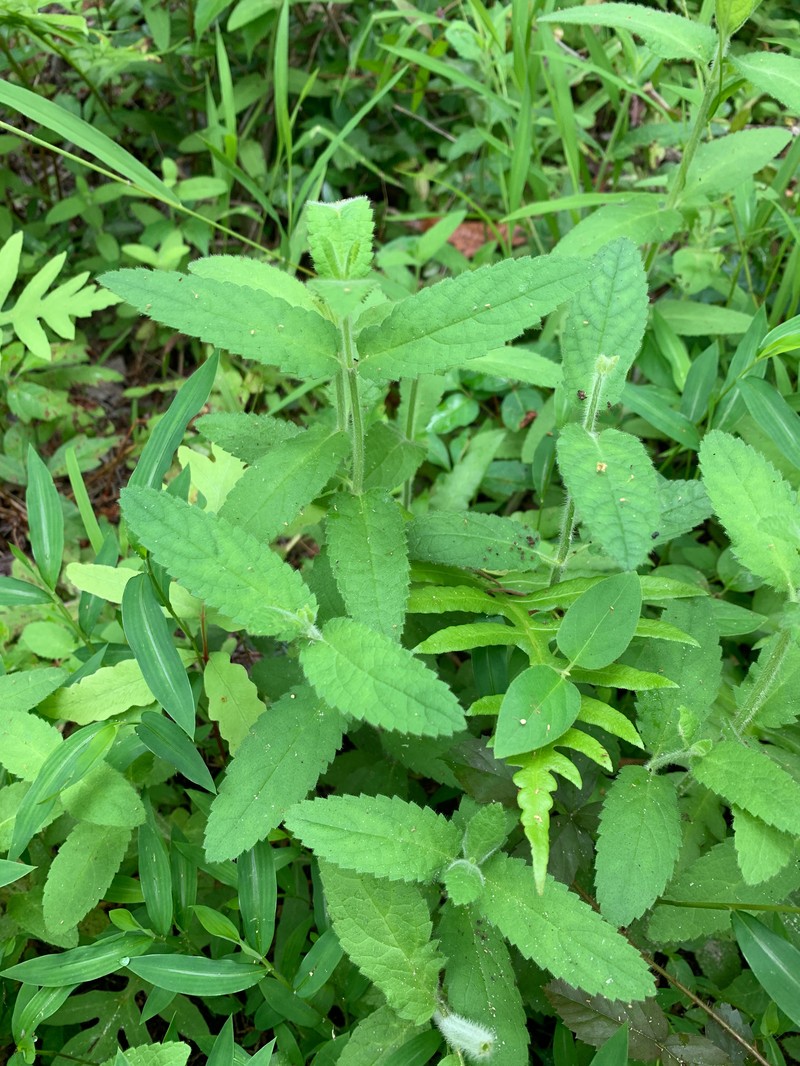 Stachys caroliniana photo 8