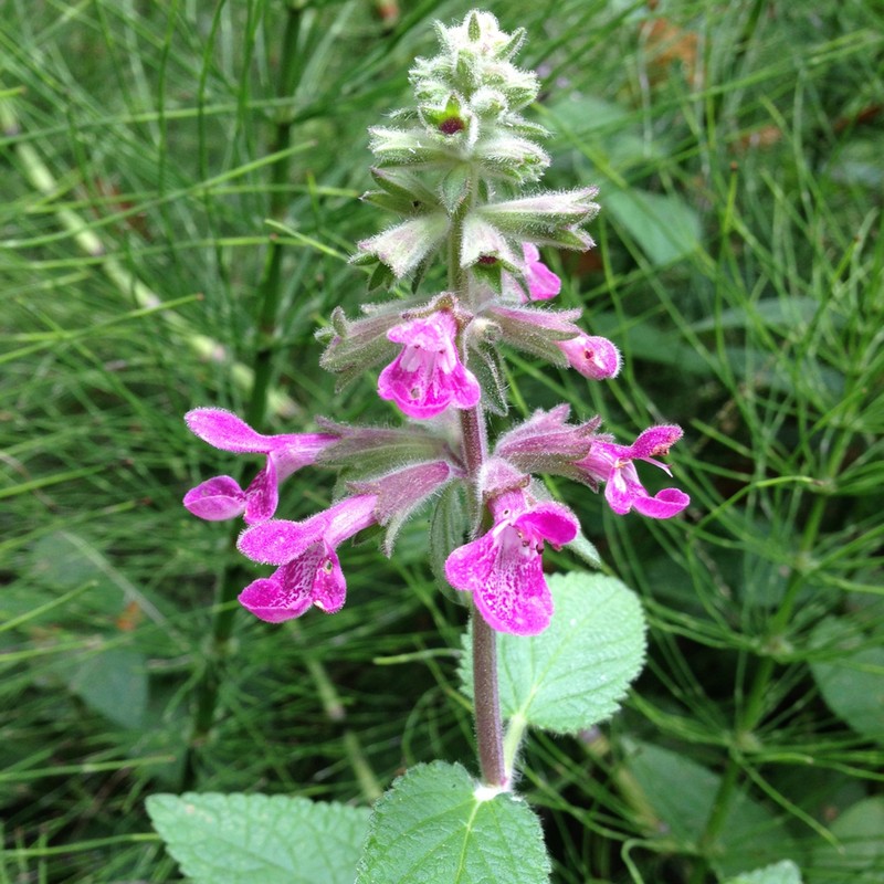 Coastal Hedgenettle photo 6