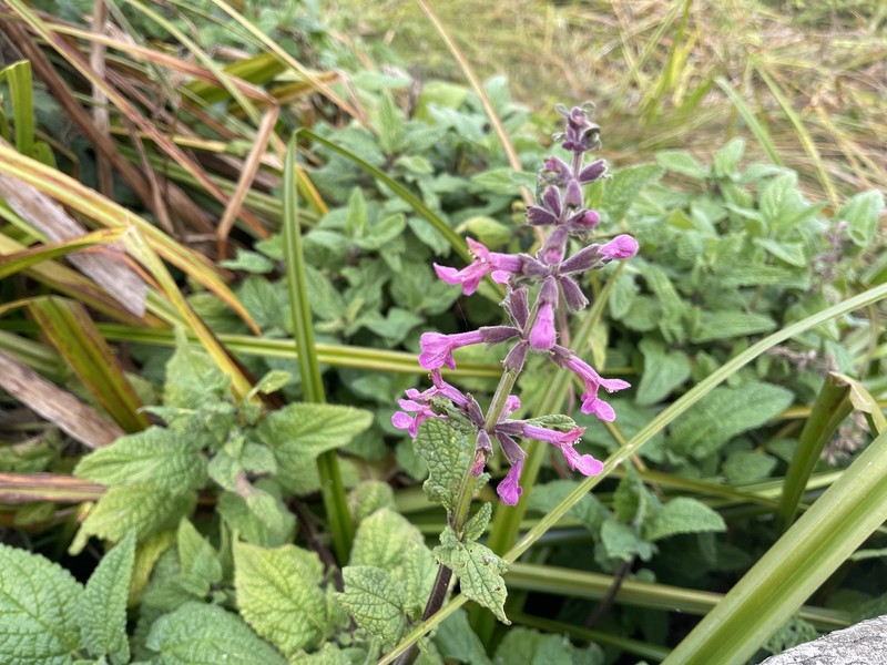 Stachys chamissonis var. chamissonis