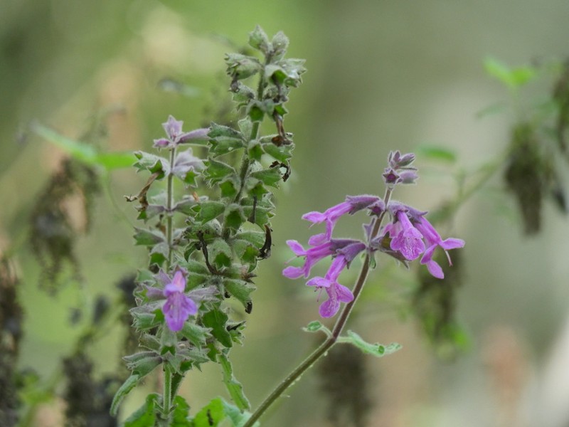 Stachys chamissonis var. chamissonis photo 2