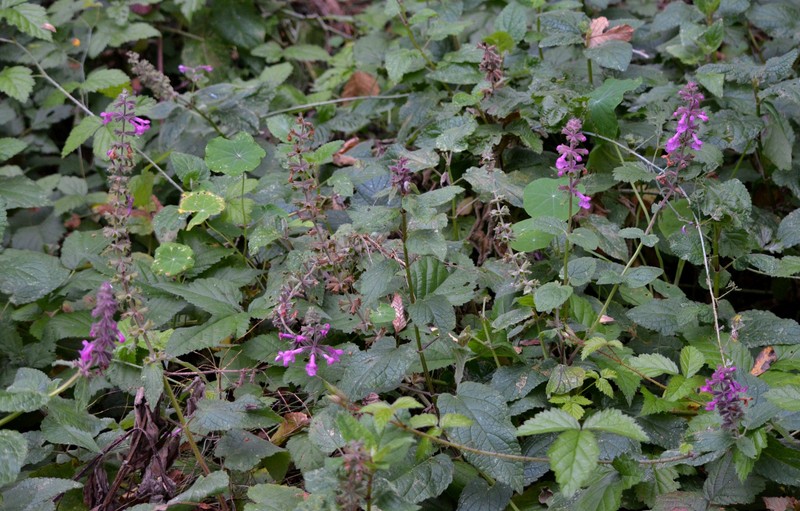 Stachys chamissonis var. chamissonis photo 3