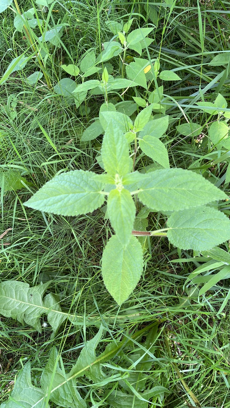 Stachys chamissonis var. cooleyae photo 2