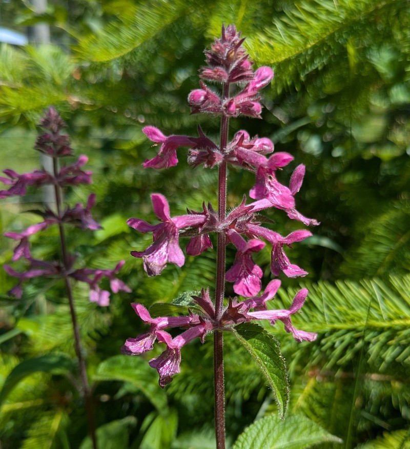 Stachys chamissonis var. cooleyae photo 3