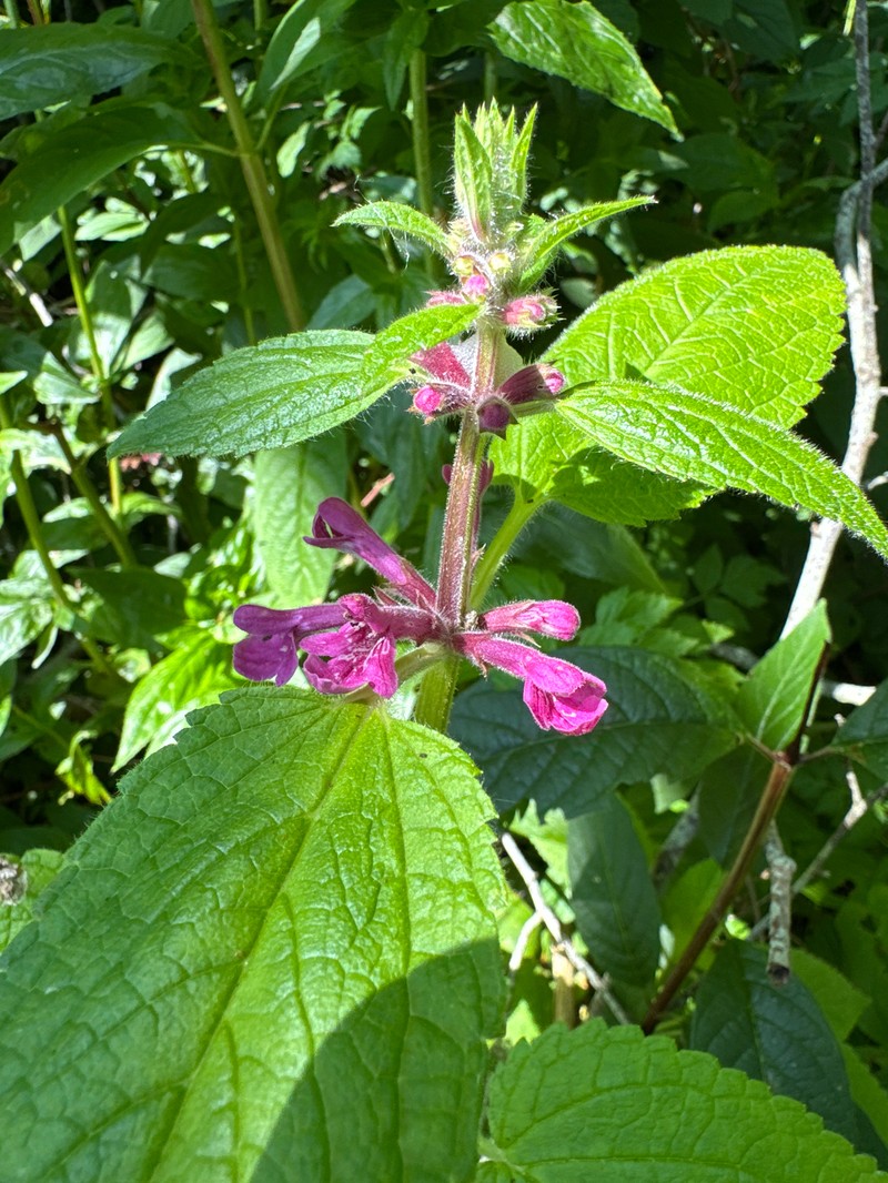 Stachys chamissonis var. cooleyae photo 4