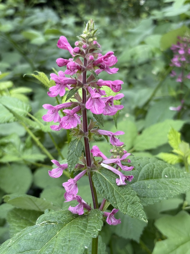 Stachys chamissonis var. cooleyae photo 5