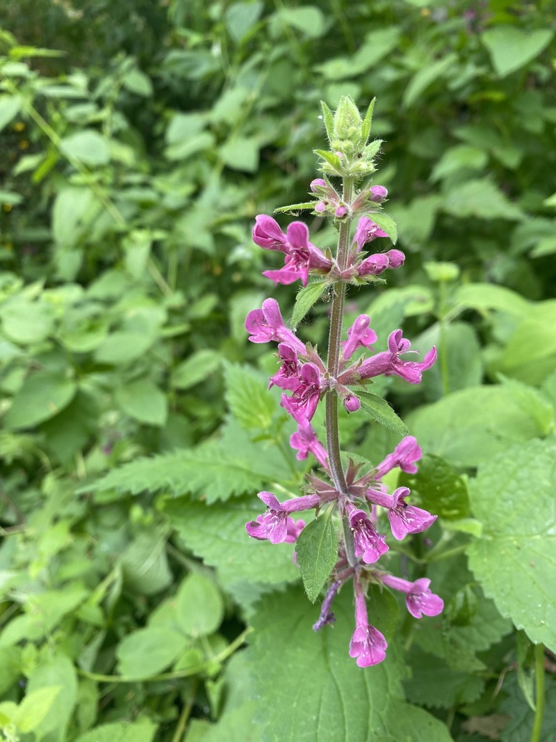 Stachys chamissonis var. cooleyae photo 6