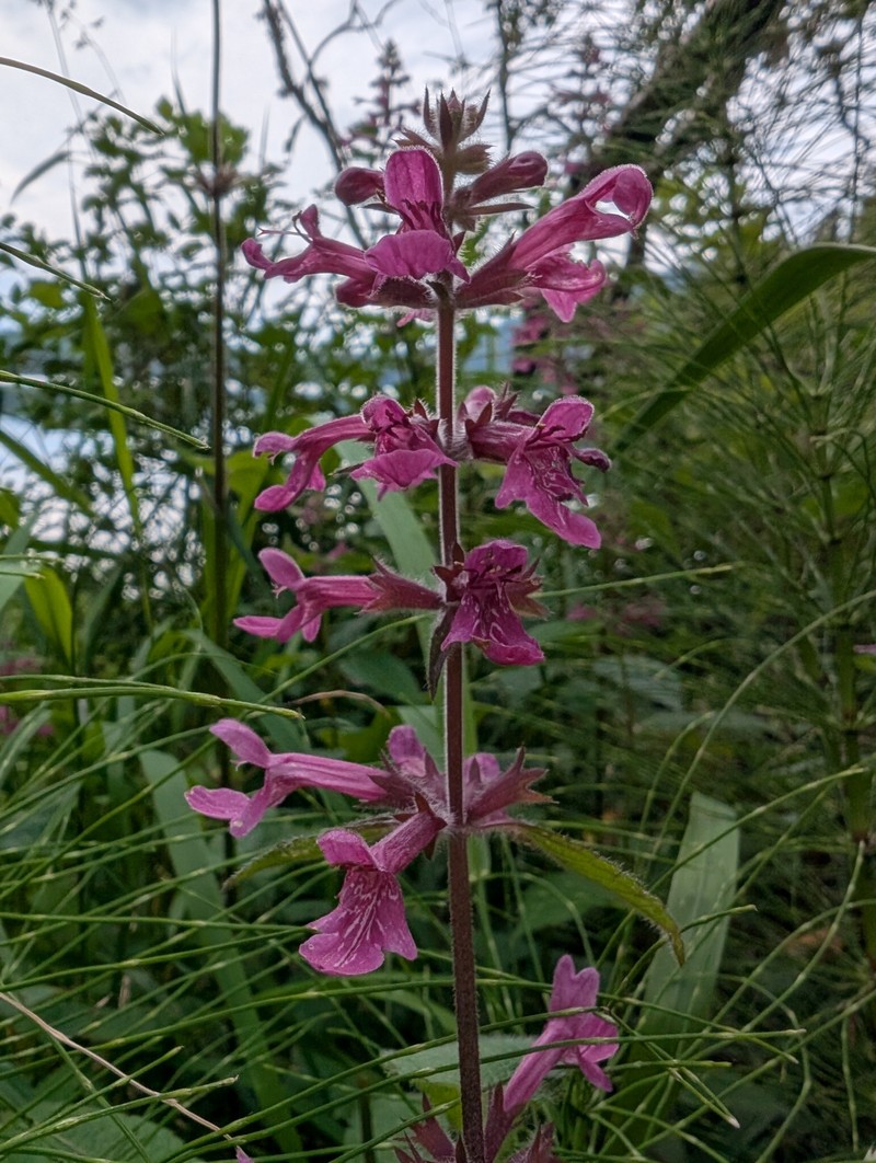 Stachys chamissonis var. cooleyae photo 7