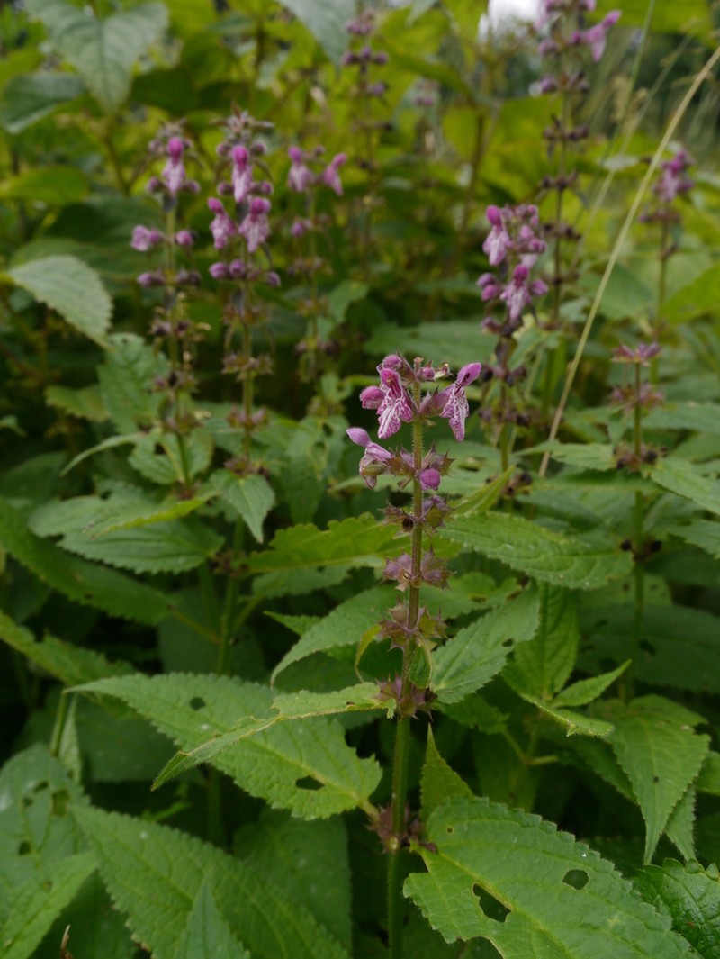 Clingman's Hedgenettle