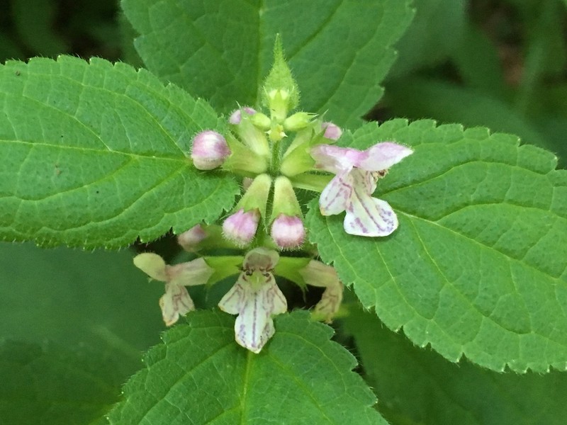 Clingman's Hedgenettle photo 2