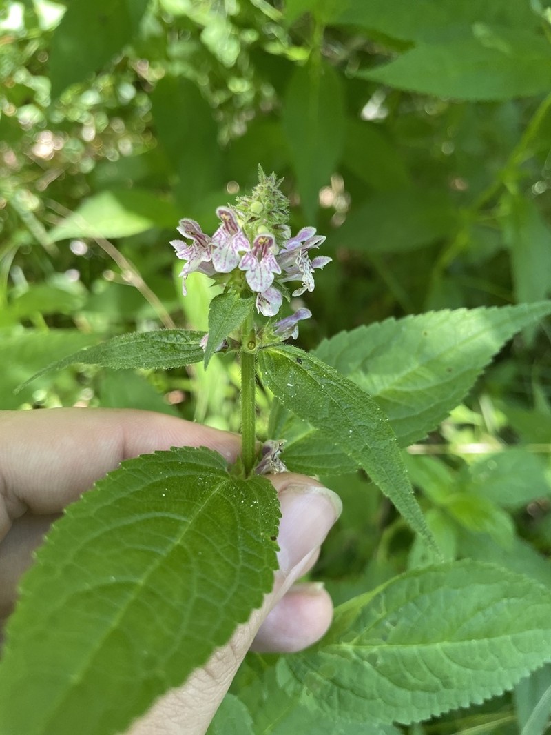 Clingman's Hedgenettle photo 3