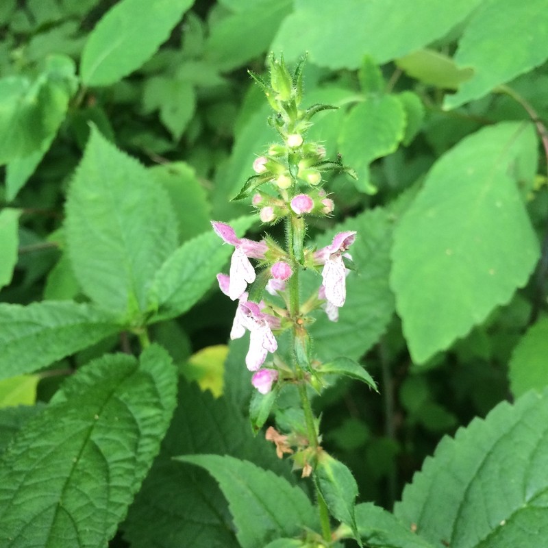 Clingman's Hedgenettle photo 4
