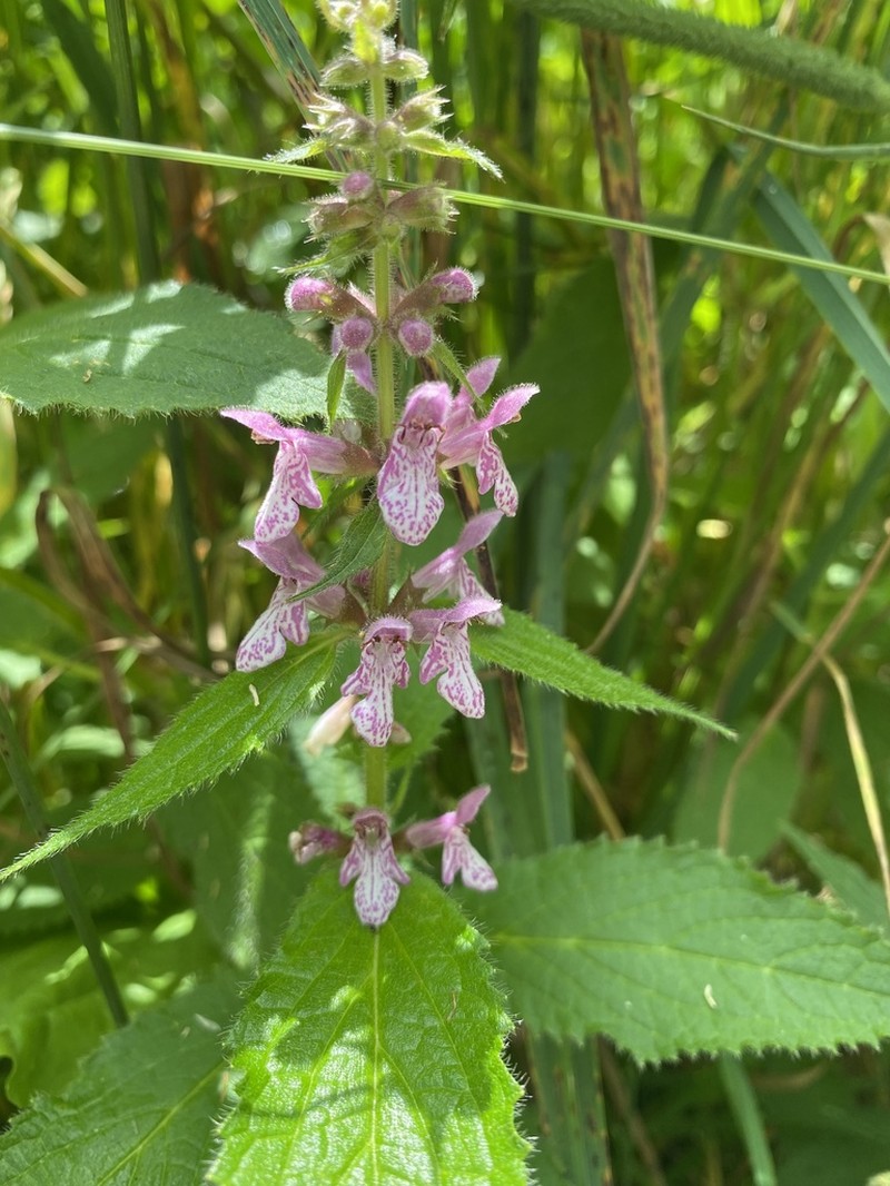 Clingman's Hedgenettle photo 5
