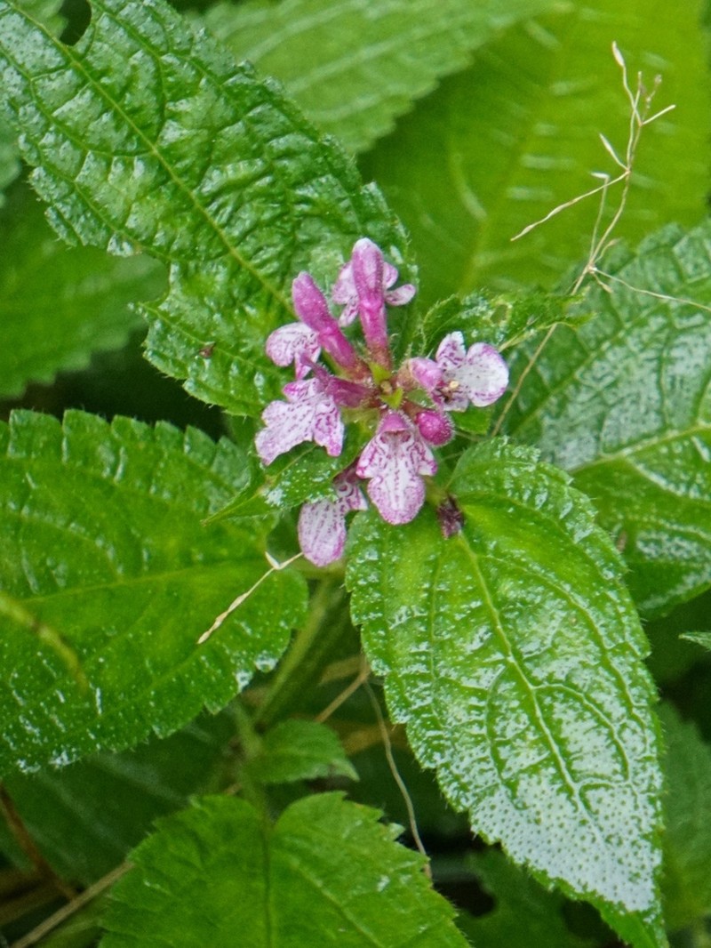 Clingman's Hedgenettle photo 7