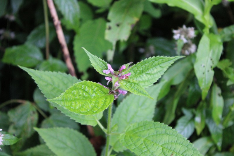 Clingman's Hedgenettle photo 8