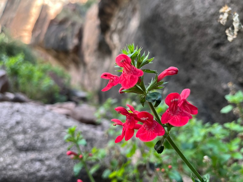 Scarlet Hedgenettle photo 2