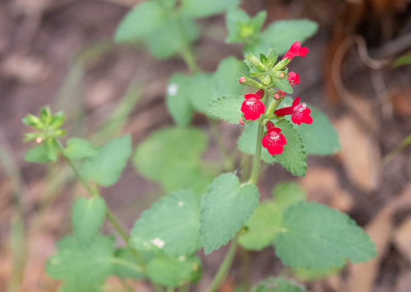 Scarlet Hedgenettle photo 3