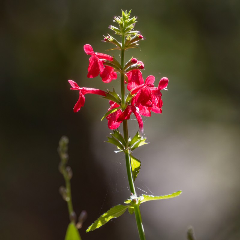 Scarlet Hedgenettle photo 5