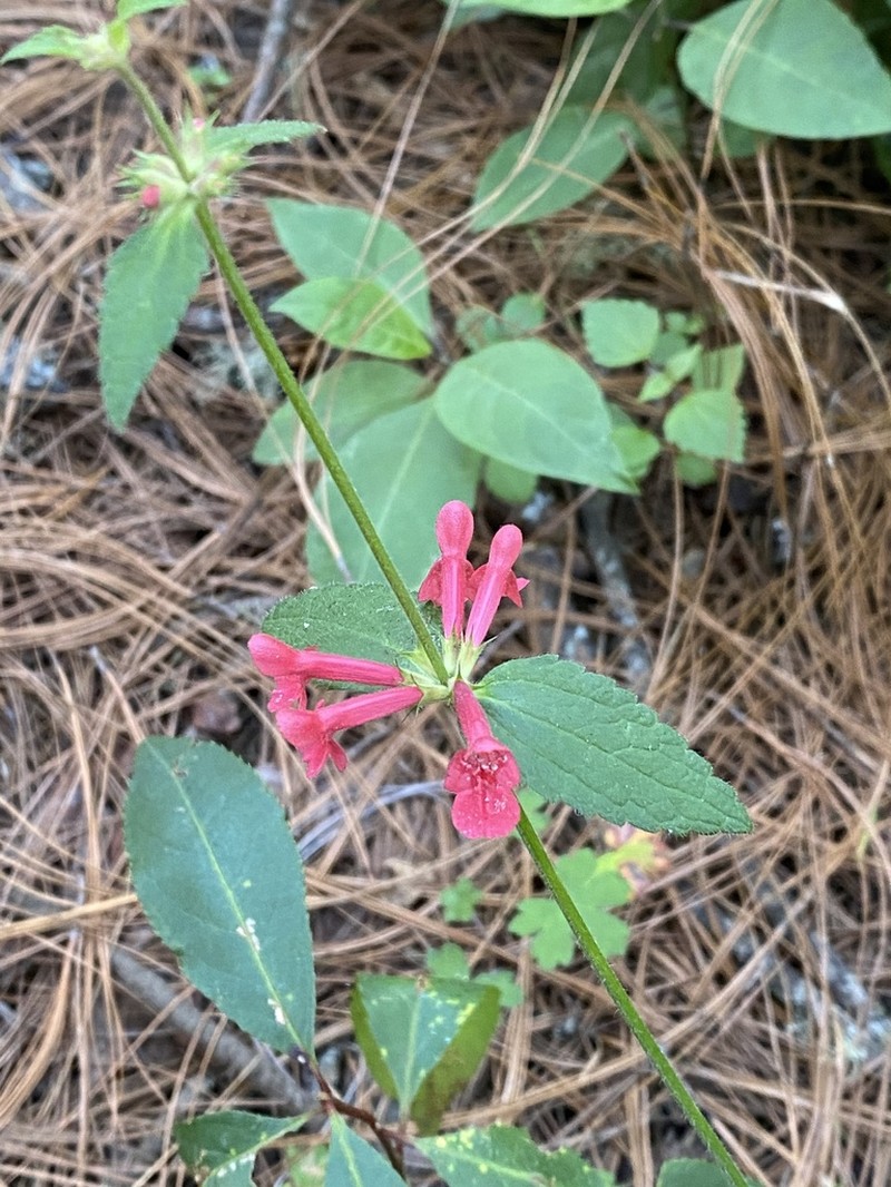 Scarlet Hedgenettle photo 6