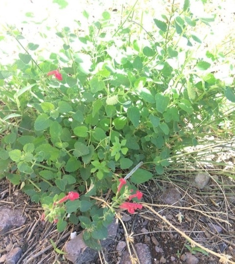 Scarlet Hedgenettle photo 7