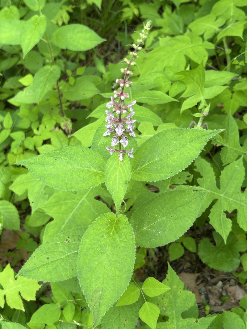 Heartleaf Hedgenettle