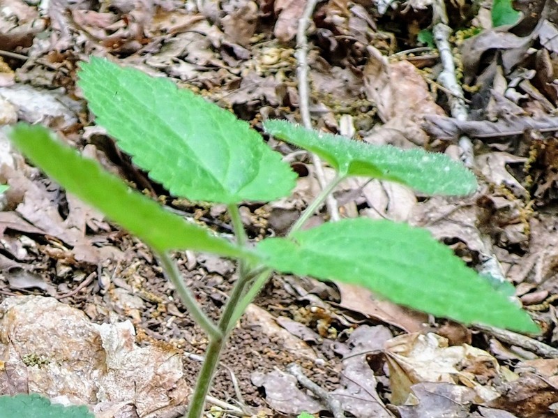 Heartleaf Hedgenettle photo 2