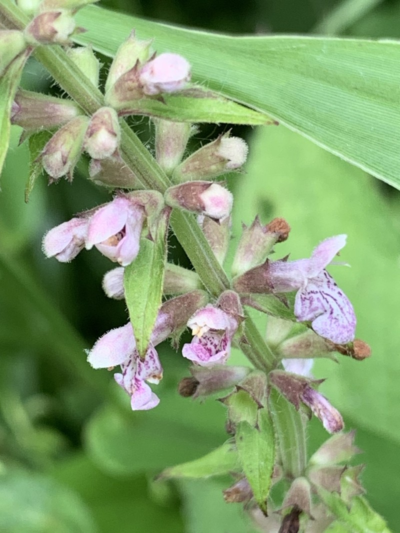 Heartleaf Hedgenettle photo 3